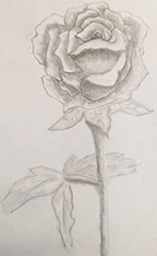 rose